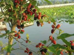 android_upload_pic-同銮特种养殖场·龙虾垂钓