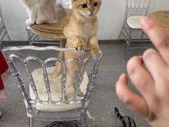 -共舞时光猫咖·狗咖(新街口店)