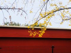 -三里屯东五街银杏大道