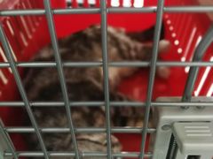 -萌兽医馆·绝育·24小时内科·宠物医院(德胜店)