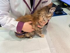 -宠爱国际动物医院· 猫科· 外科·中兽医(长白店)