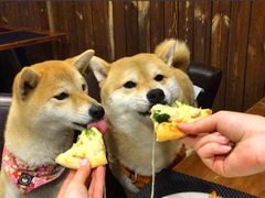 -百好乐宠物友好餐厅(朝外大街店)