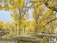-金塔沙漠胡杨林景区