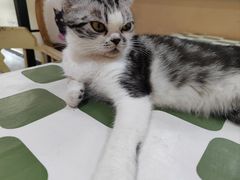 -猫小院猫主题餐厅(南锣旗舰店)