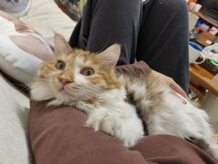 -瑞鹏宠物医院·爱宠堂·骨外专科(西荷分院)