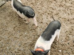 -前小桔亲子创意农场·草莓采摘·露营烧烤