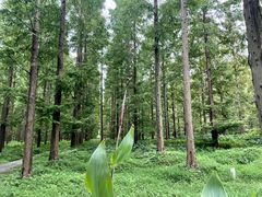 -黄海国家森林公园