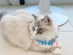 -怪兽屋·羊驼·猫咖·狗咖(俊华广场店)