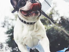 -汪说喵讲宠物乐园宠物酒店(红星美凯龙店)