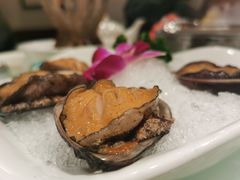 鲜活小鲍鱼-新一哥粤菜火锅(瑞金店)
