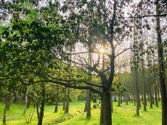 -蜀冈西峰生态公园