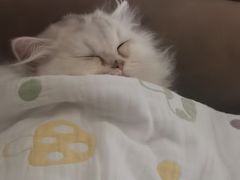 -派特宠物医院(圆融广场店)