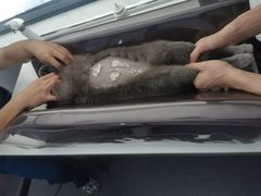 -伟伟宠物医院·CT影像中心·瑞派犬猫综合性门诊(汉口总院)
