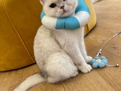 -1013 PET SHOP精品宠物商店(丁香店)