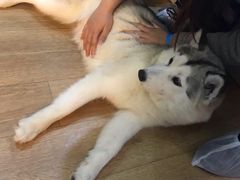 -Husky Go! 哈士奇体验馆·宠物咖啡厅狗咖