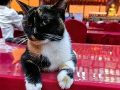 -龙华素斋(龙华路店)