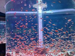 -海合安成都极地海洋公园