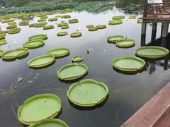 -荷塘月色湿地公园·向阳花洲