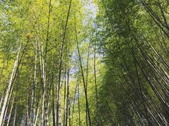 iphone_upload_pic-西湖风景区十里琅珰-五云山