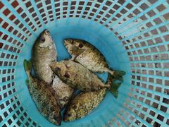 -崖口红树林海鲜餐厅