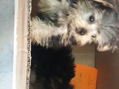 android_upload_pic-严国平动物医院(德政总院)