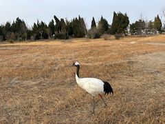 -盐城丹顶鹤湿地生态旅游区