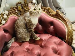 -more than meow吴止猫主题餐厅(承德 中船汇店)