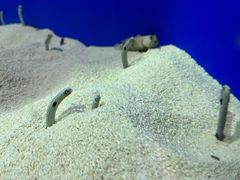 -上海海洋水族馆