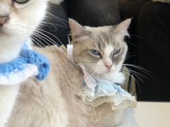 -怪兽屋·羊驼·猫咖·狗咖(俊华广场店)