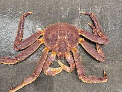 -青蓬蒸汽海鲜·深圳老字号·团建聚会(壹方城店)