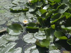 -莲湖公园