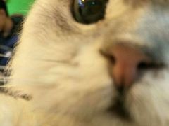 -李小姐の猫咖啡馆(五角场店)