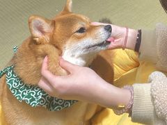 -逗柴咖啡屋·狗咖猫咖宠物桌游