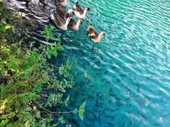 -靖西鹅泉风景区