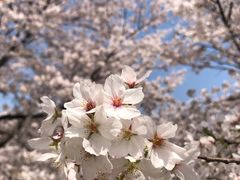 -顾村公园