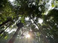 -西双版纳原始森林公园