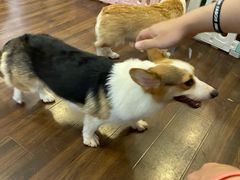 -柯斗斗主题餐厅·狗咖·围炉煮茶·茶饮(国瑞升平里店)