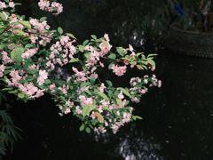 -棠湖公园