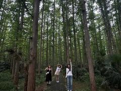 -水杉园