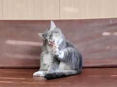 -MOCHA明星猫咖(田子坊店)