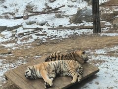 -大连森林动物园