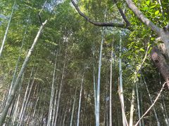 -上海佘山国家森林公园天马山园