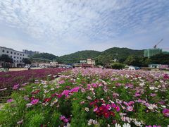 -玫瑰海岸文化旅游度假区