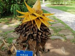 -中国科学院西双版纳热带植物园