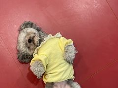 -和它·交个朋友·狗咖猫咖(爱琴海店)