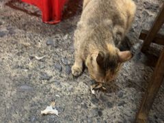 -杨合林啊兰烤鱼