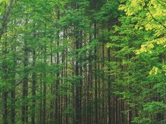 -桤木河湿地公园