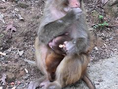 -黔灵山公园