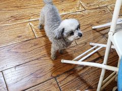 -志龙皇冠吃货椰子铺