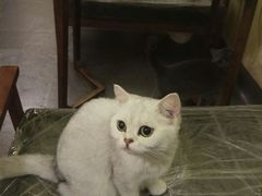 -猫色咖啡·猫咖